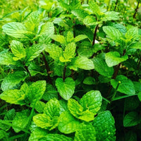 Peppermint
